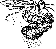 вредители пчёл
