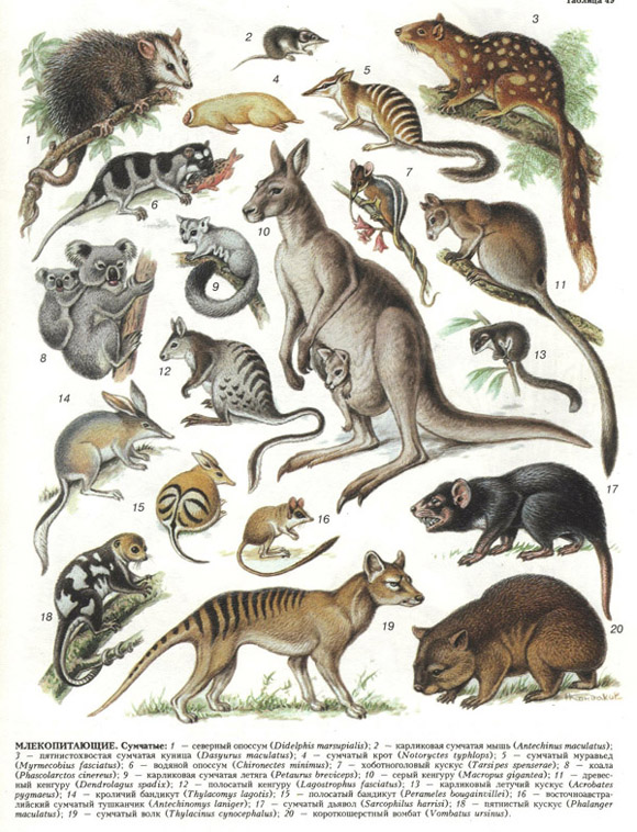 млекопитающие (таблица 49)