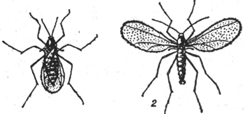 гессенская муха