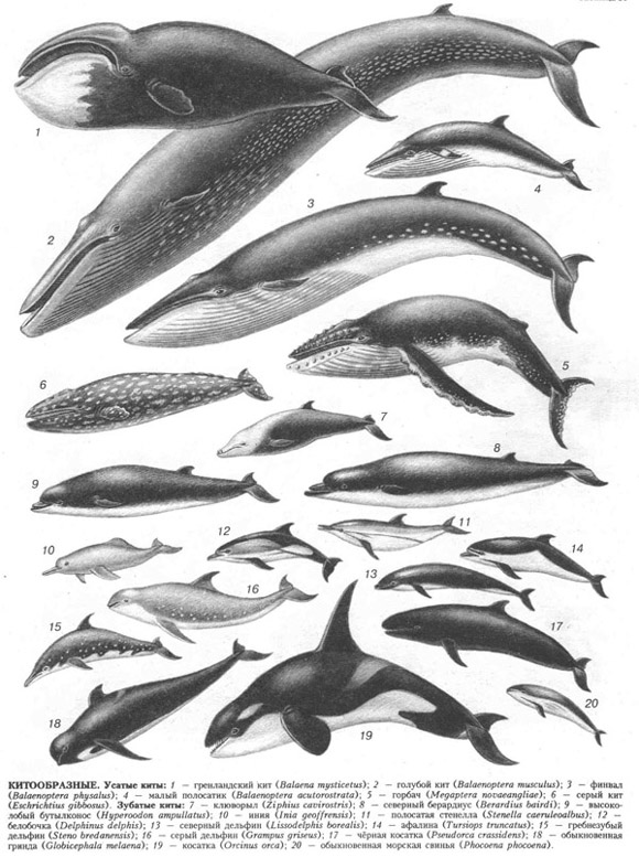 китообразные (таблица 39)