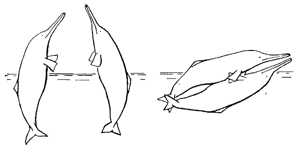 речные дельфины