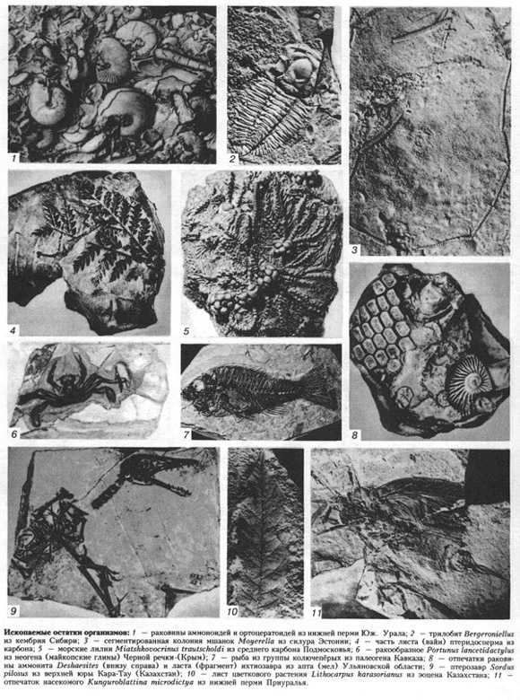 ископаемые остатки организмов (таблица 8)