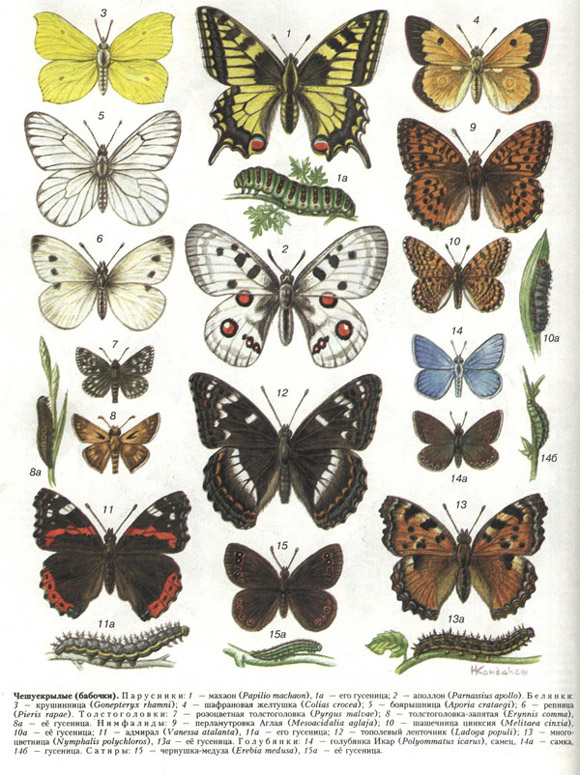Бабочки Картинки Их Название