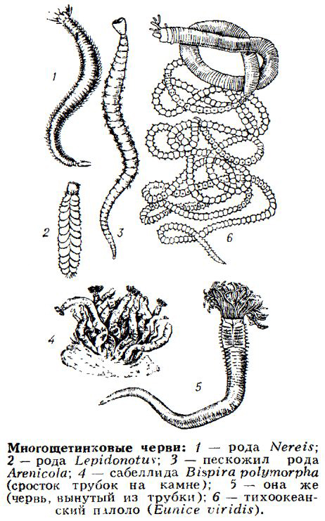 многощетинковые черви