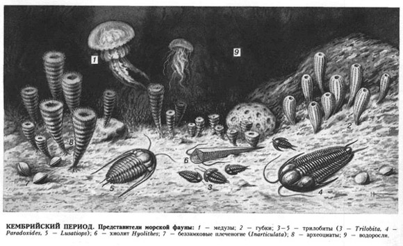 кембрийский, ордовикский период (таблица 2)