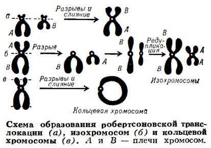 хромосомные перестройки
