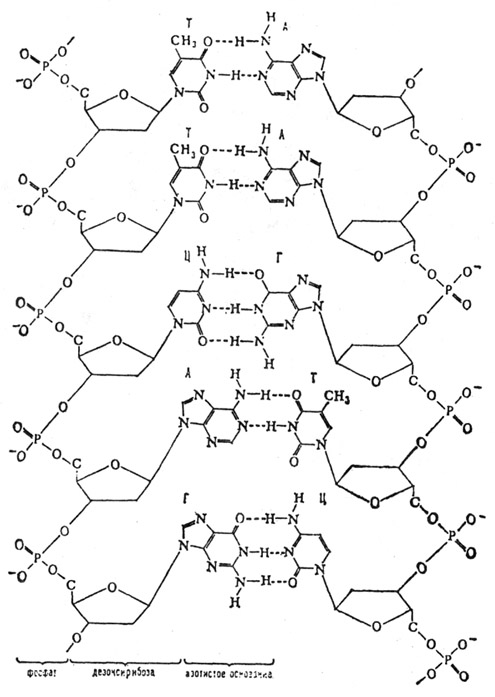 дезоксирибонуклеиновые кислоты