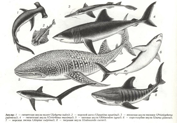 акулы скаты (таблица 38)