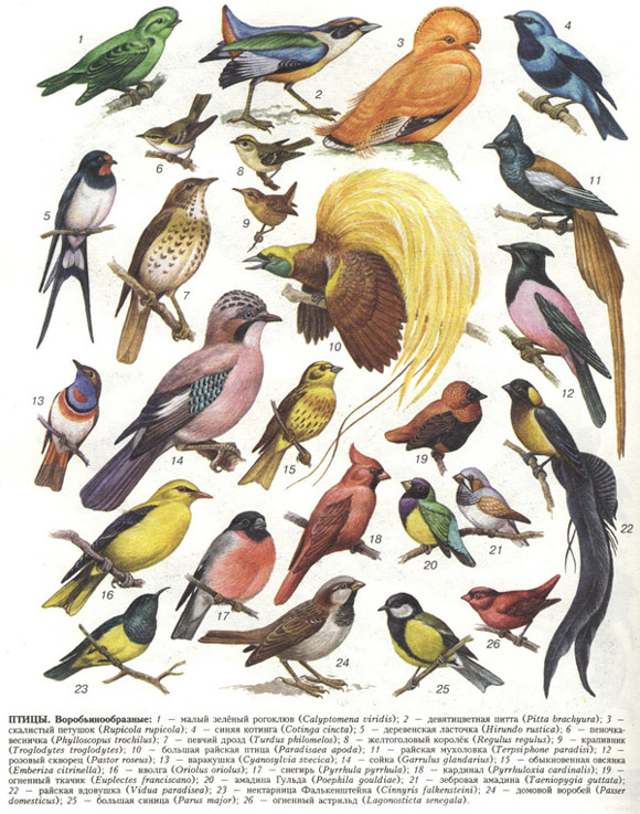 птицы (таблица 46)