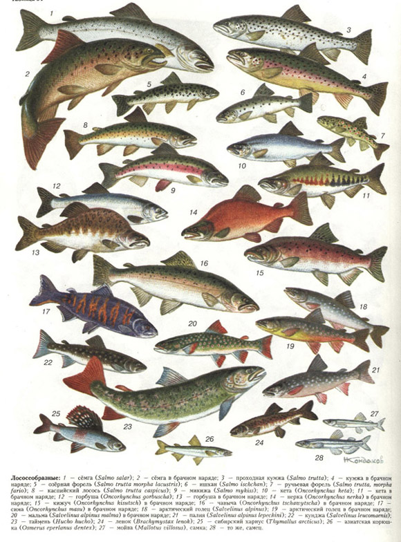 лососеобразные (таблица 34)