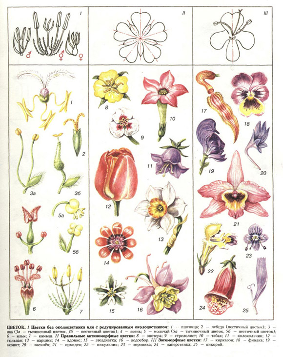 цветок (таблица 17)