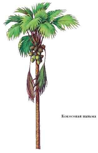 кокосовая пальма