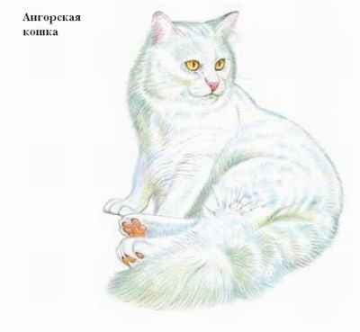ангорская кошка