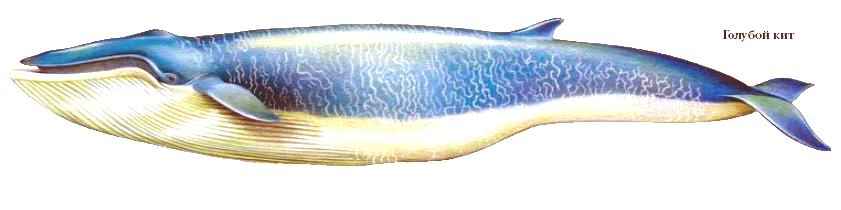 голубой кит