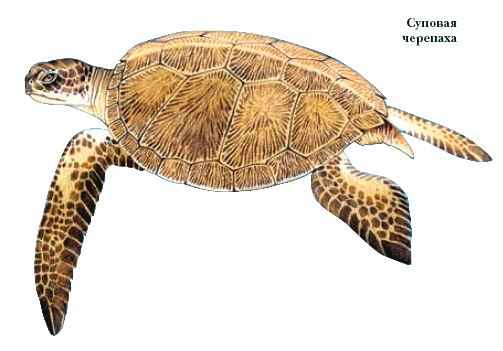 морские черепахи