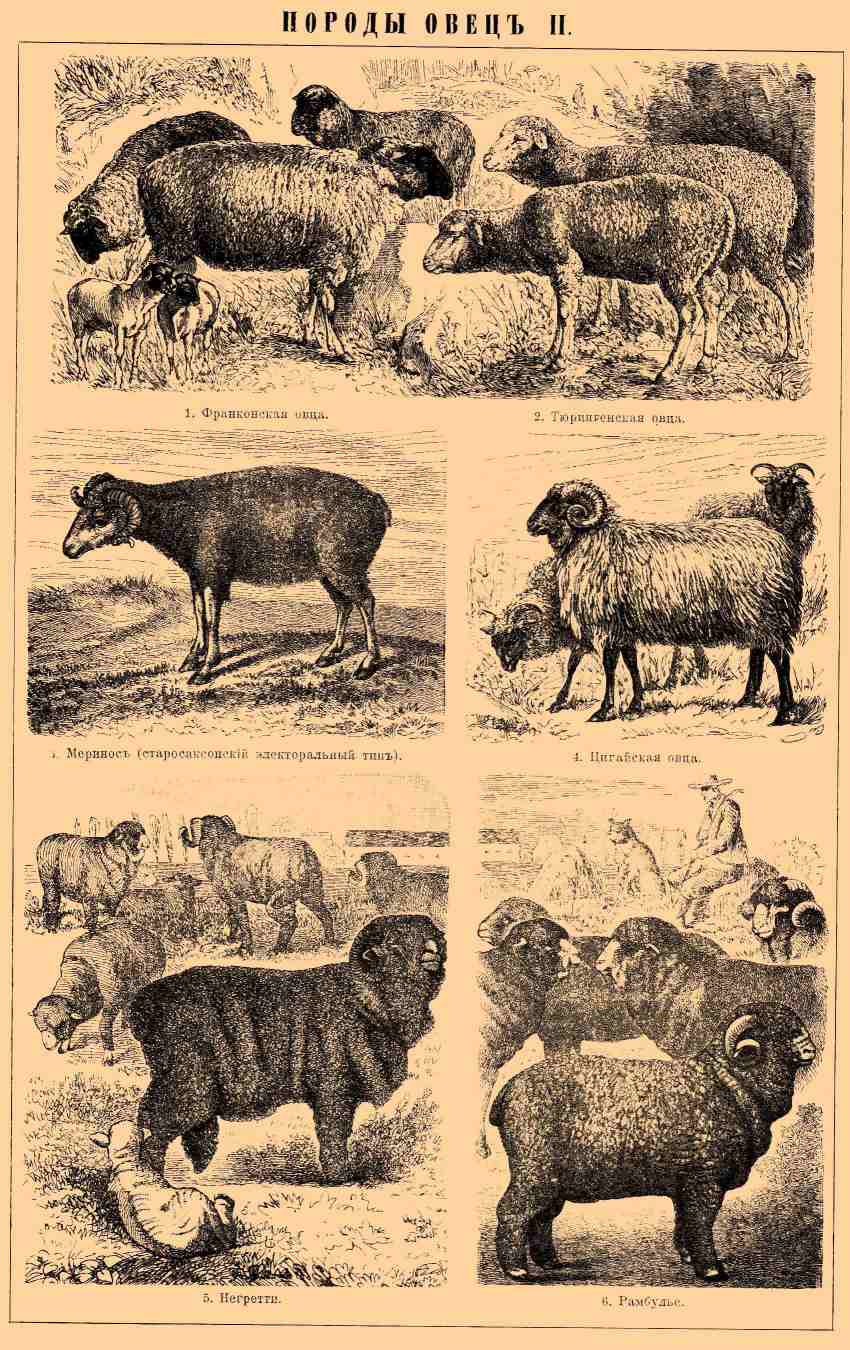 Овцы, породы овец. Рис. 1