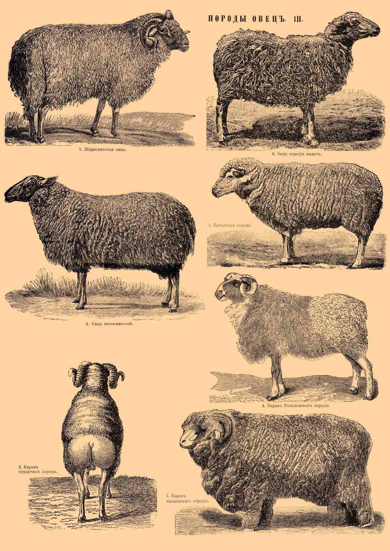 Овцы, породы овец. Рис. 2