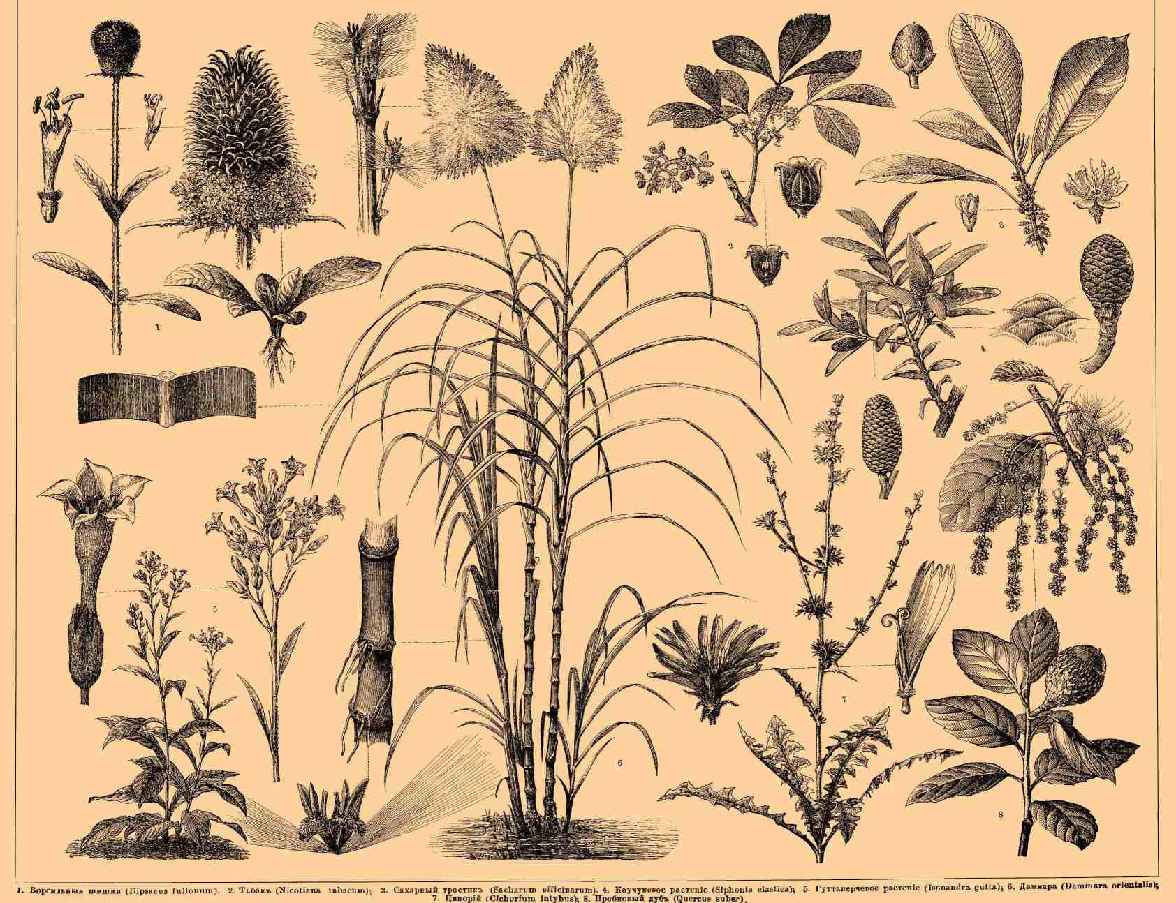Технические растения. Рис. 1