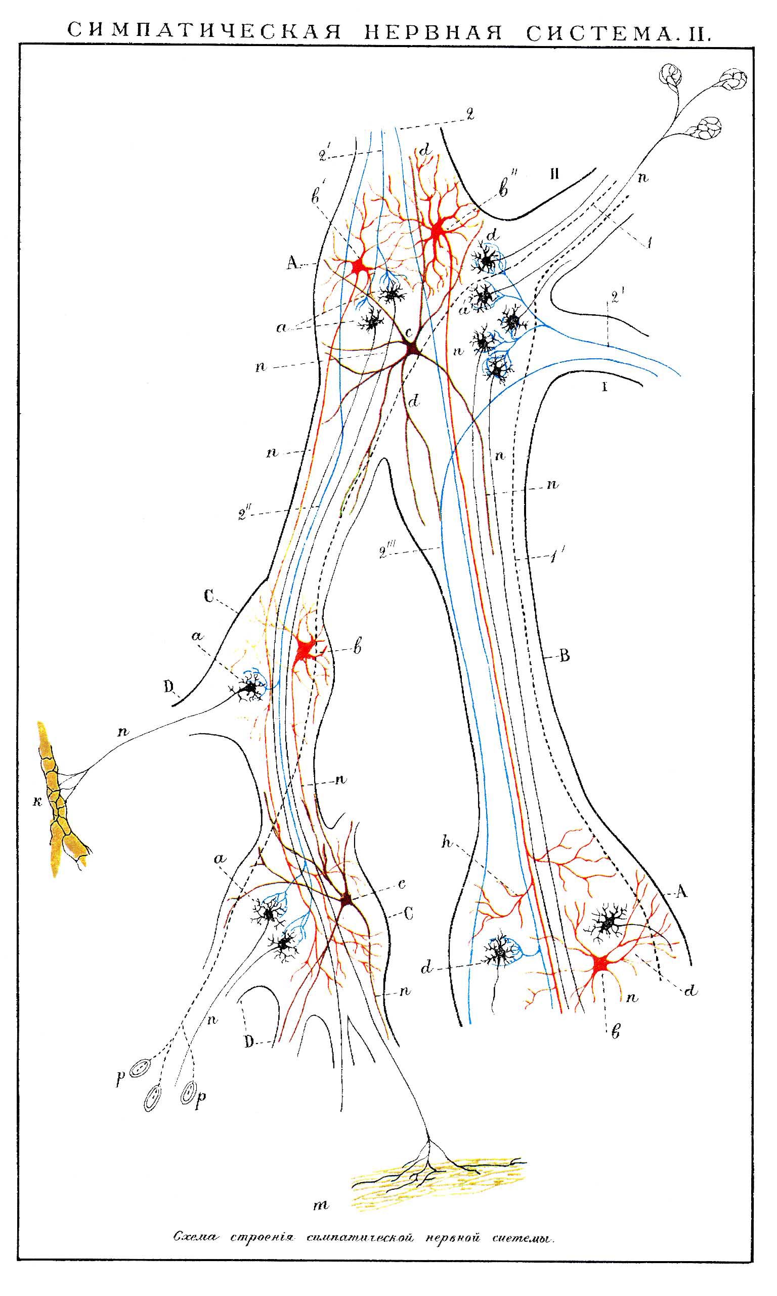 Симпатическая нервная система. Рис. 1