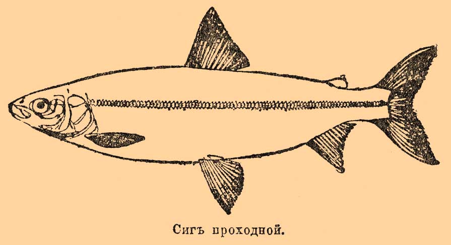 Сиг, рыбы из семейства лососевых