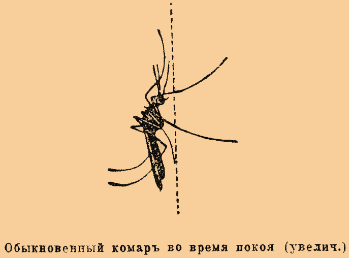 Малярийный комар. Рис. 1