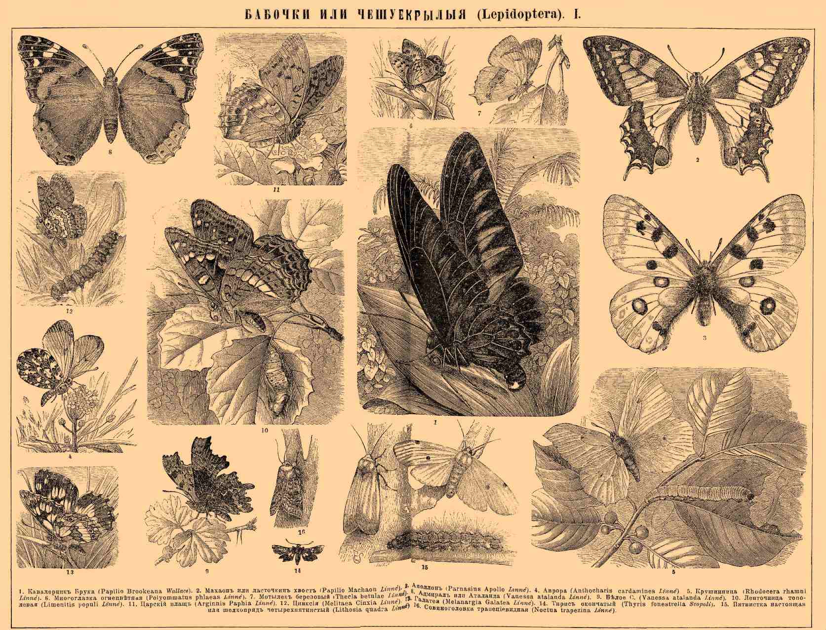 Бабочки или чешуекрылые