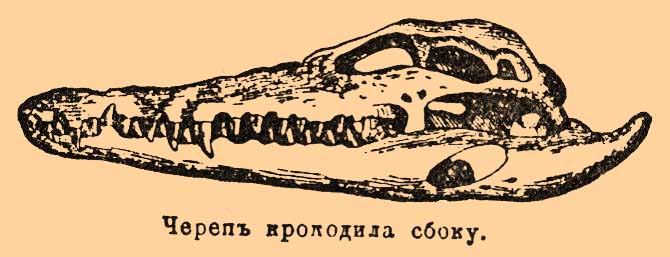 Крокодилы. Рис. 1