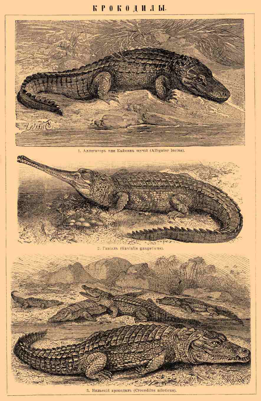 Крокодилы. Рис. 3