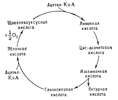 Глиоксилатный цикл