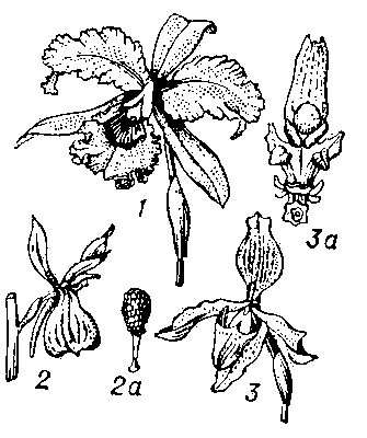 Орхидные. Рис. 5