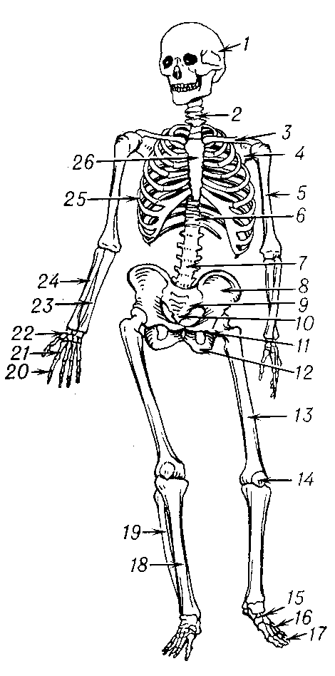 Скелет. Рис. 3