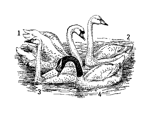 Лебеди