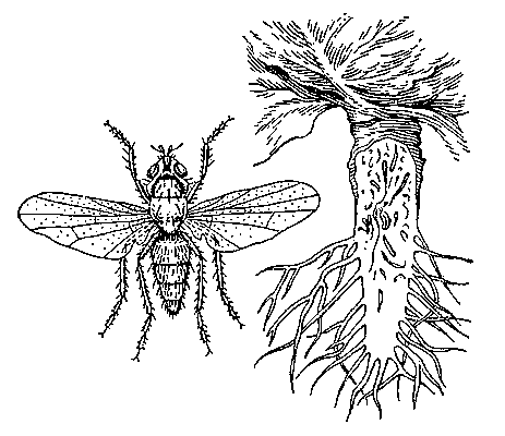 Капустные мухи