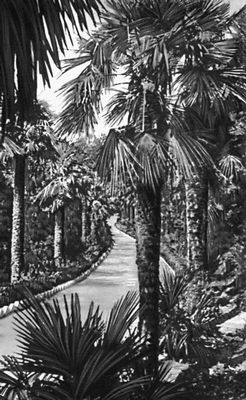 Никитский ботанический сад. Рис. 13