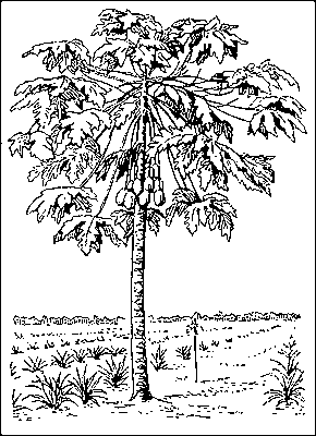 Дынное дерево. Рис. 2