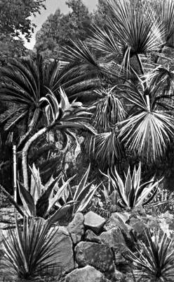 Батумский ботанический сад. Рис. 7