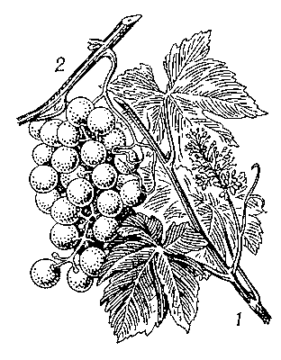 Виноград. Рис. 4