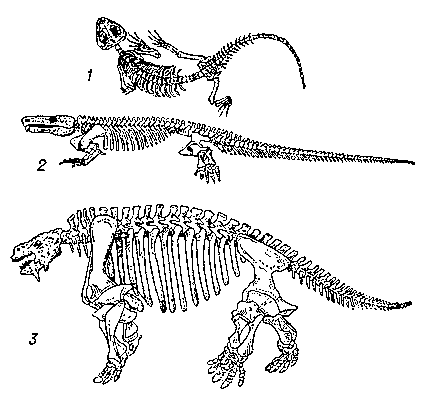 Парейазавры