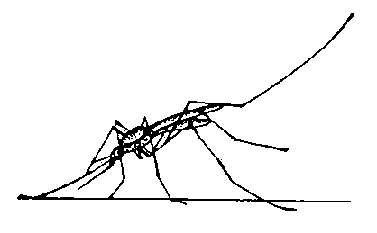 Малярийные комары