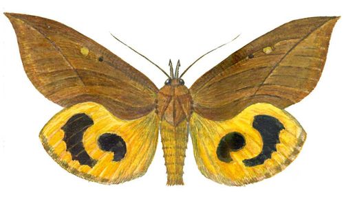 Бабочки. Рис. 37
