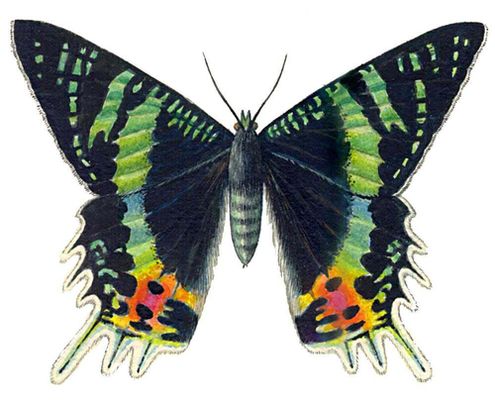 Бабочки. Рис. 43