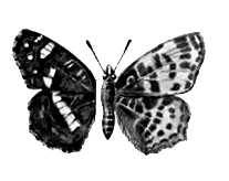 Бабочки. Рис. 45