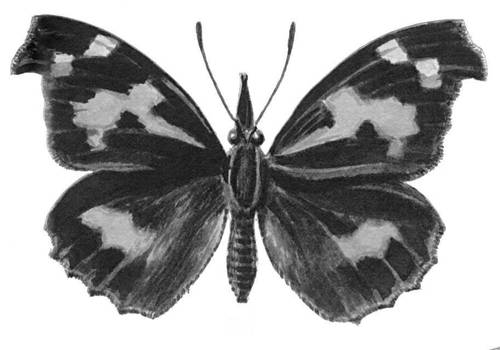 Бабочки. Рис. 54
