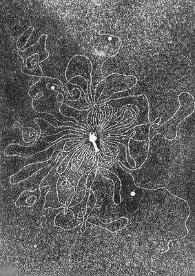 Бактериофаги. Рис. 4