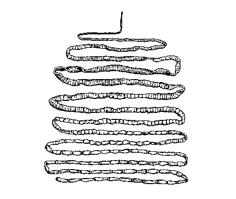 Ленточные черви
