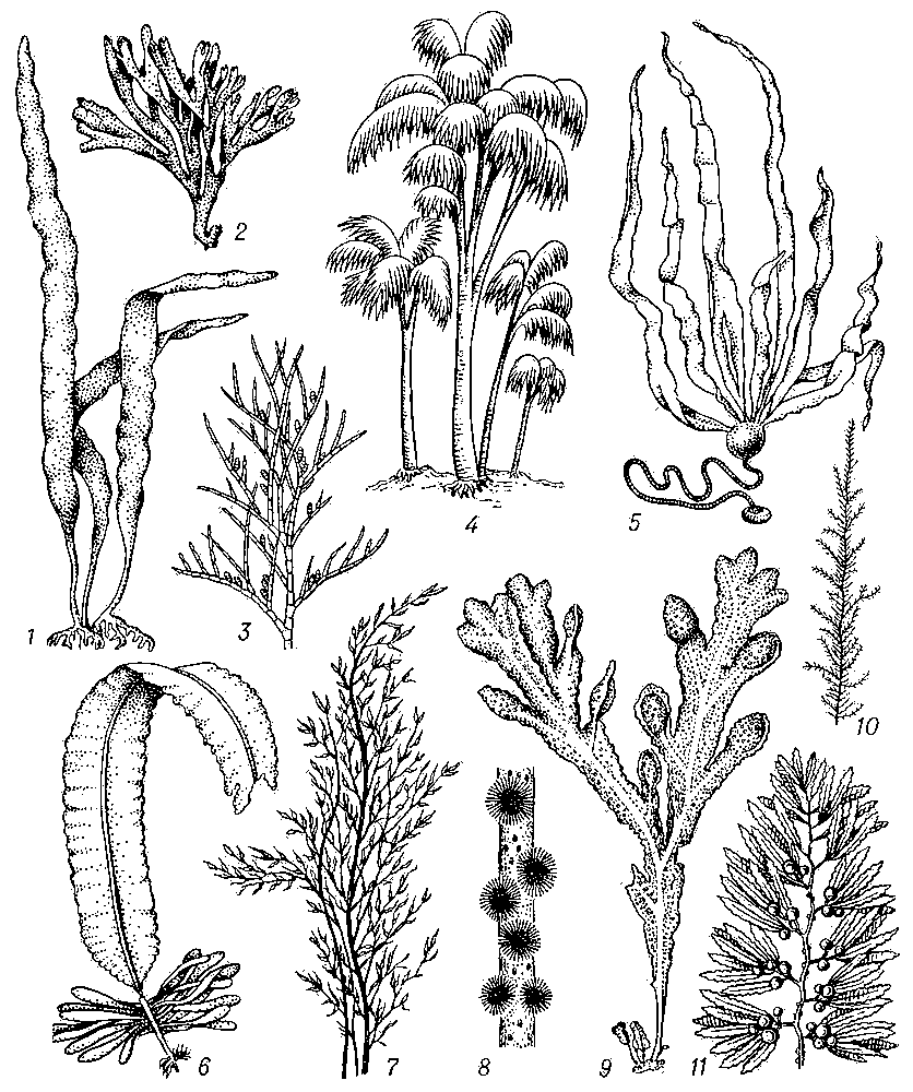 Саргассовые водоросли