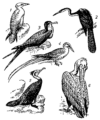 Веслоногие птицы