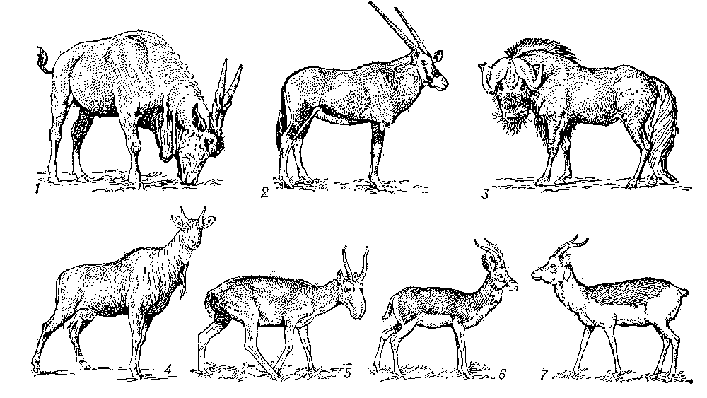 Антилопы