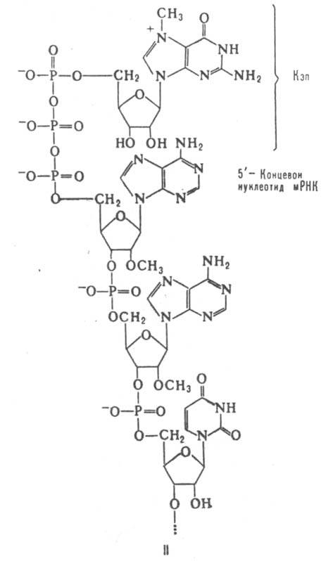 матричные рибонуклеиновые кислоты. Рис. 2