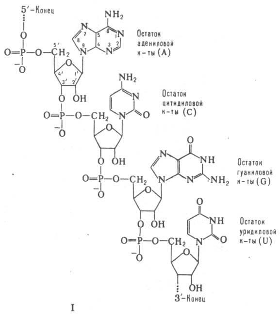 матричные рибонуклеиновые кислоты